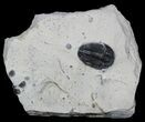 Elrathia Trilobite In Shale - Utah #55186-1